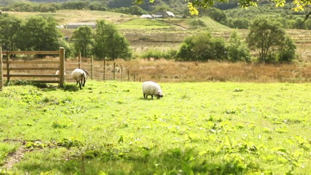 Ovejas comiendo hierba en la granja
 - Metraje, vídeo