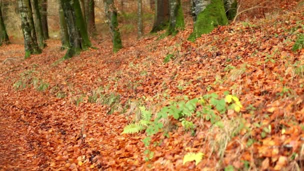 Krásná podzimní příroda lesní - Záběry, video