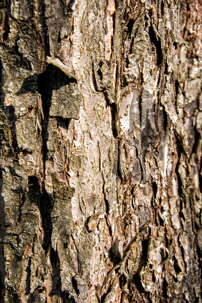 фрагмент кора дерева
 - Фото, зображення