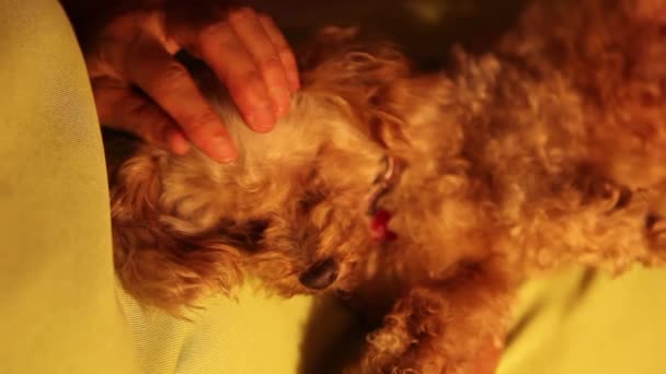 mano acurrucarse cachorro de caniche
 - Metraje, vídeo