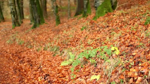 Krásná podzimní příroda lesní - Záběry, video