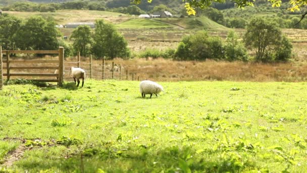Ovce jíst trávu na farmě - Záběry, video