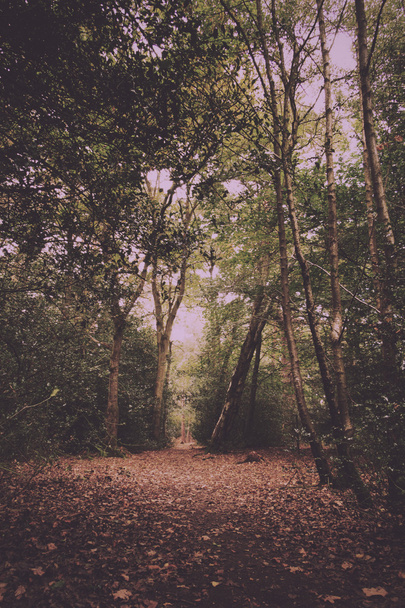 Деревянная сцена в начале осени Винтажный ретро-фильтр
. - Фото, изображение