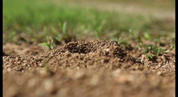 Formigas negras rastejando no chão
 - Filmagem, Vídeo