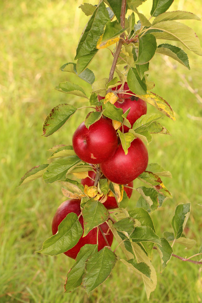 rijpe appels op de boom - Foto, afbeelding