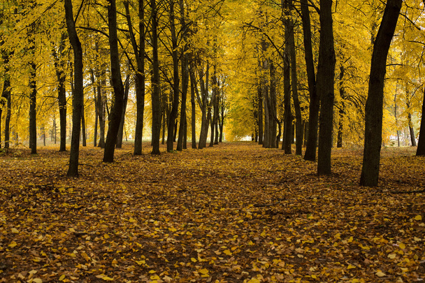 Beautiful autumn park - Fotoğraf, Görsel