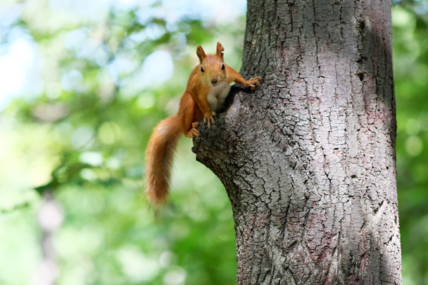 Söpö punainen orava  - Valokuva, kuva