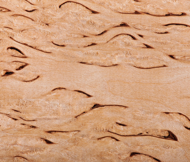 Background of birch wood, texture birch wood. - 写真・画像