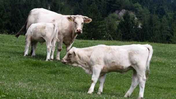 Vaca branca e dois bezerros brancos no prado
 - Filmagem, Vídeo