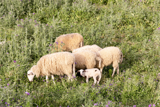 Schafe grasen auf einer Wiese - Foto, Bild