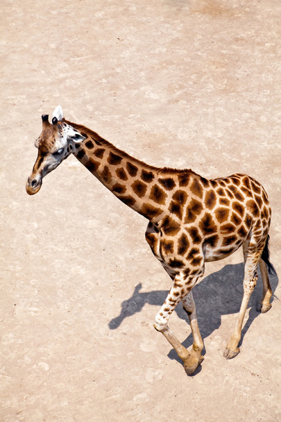 Single Giraffe - Fotoğraf, Görsel