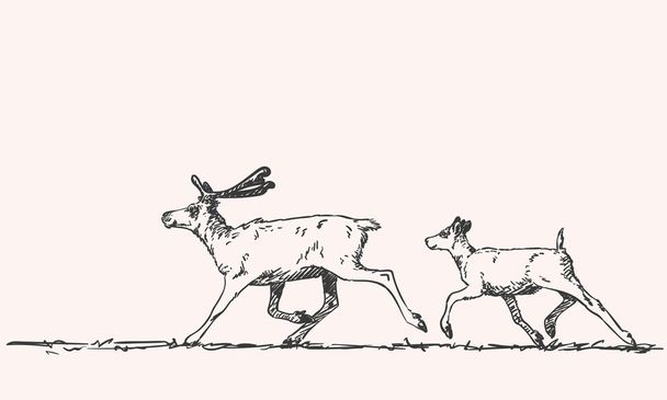 hand-drawn sketch of reindeers - Vetor, Imagem