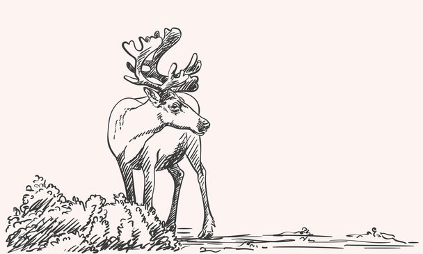 hand-drawn sketch of reindeer - Vetor, Imagem