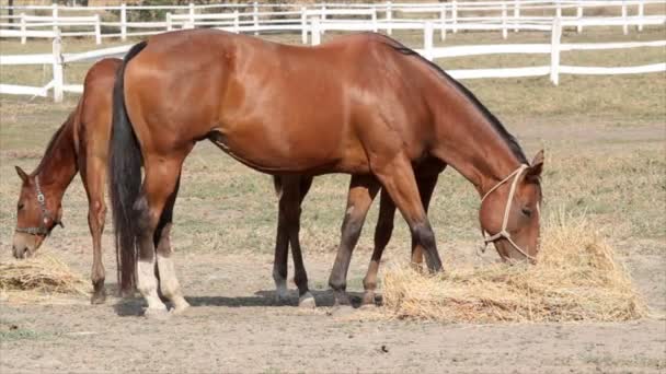 Horses eating hay farm scene - Footage, Video