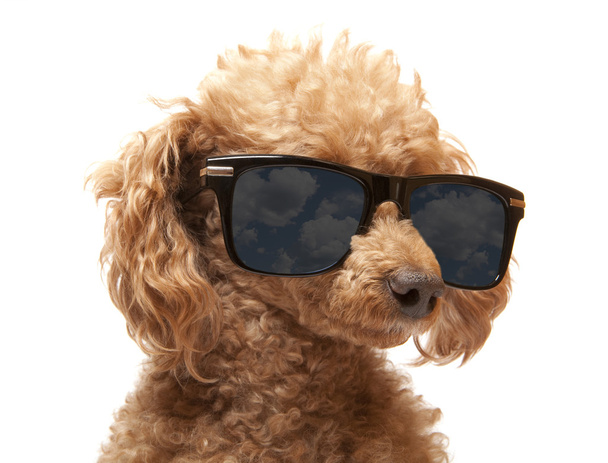 Red Toy Poodle in the sunglass - Valokuva, kuva