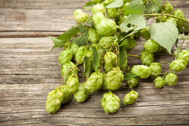 Fresh green hops - Photo, Image