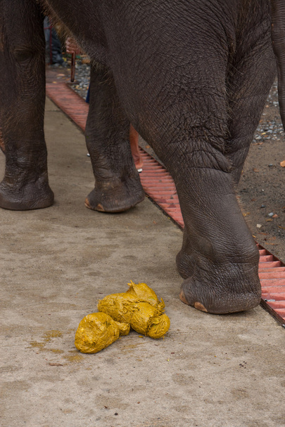 Тайский слон испражняется
 - Фото, изображение