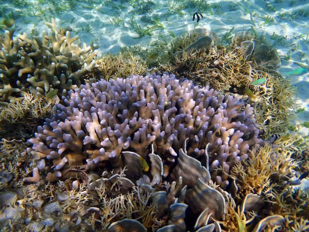 korálový útes s tvrdých korálů - Fotografie, Obrázek