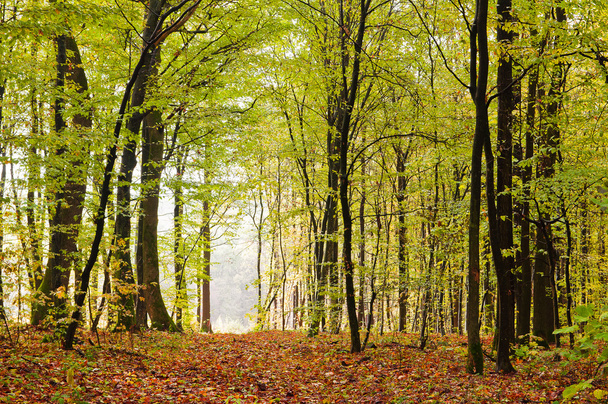 Ormanda sonbaharın başlarında - Fotoğraf, Görsel