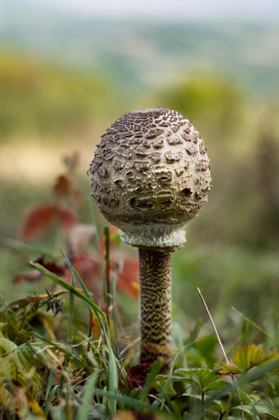 The Parasol Mushroom - Photo, Image