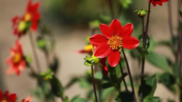 Dahlia flor en la luz de la mañana en el jardín verde
 - Imágenes, Vídeo