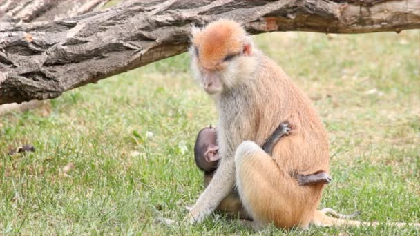 Mother monkey holding her baby - Footage, Video