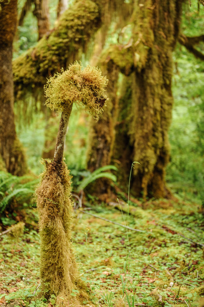 Tree closeup covered with moss in the rain forest - Φωτογραφία, εικόνα