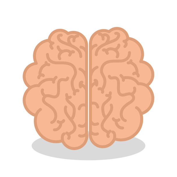 ανθρώπινο όργανο εγκεφάλου απομονωμένο εικονίδιο - Διάνυσμα, εικόνα