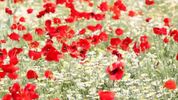 Λιβάδι με τα λουλούδια της παπαρούνας και χαμομήλι - Πλάνα, βίντεο