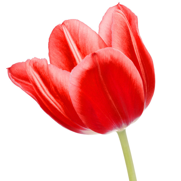 tulip flower head - Фото, изображение