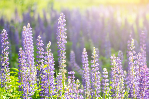 Blooming lupine flowers. A field of lupines. Sunlight shines on plants. Violet spring and summer flowers. - 写真・画像