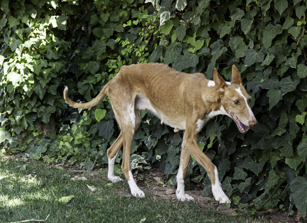 Nemocný pes týraným - Fotografie, Obrázek