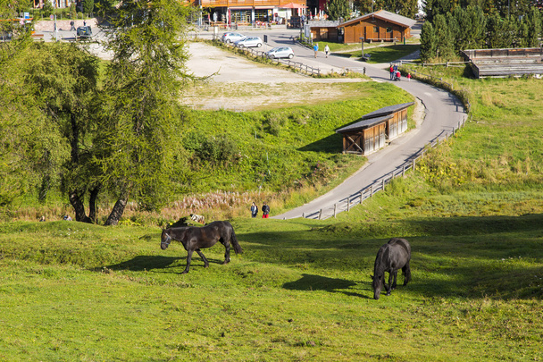 Horses Grazing in Compatsch - Photo, Image