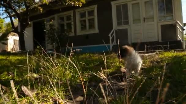 Piccolo cane soffice
 - Filmati, video