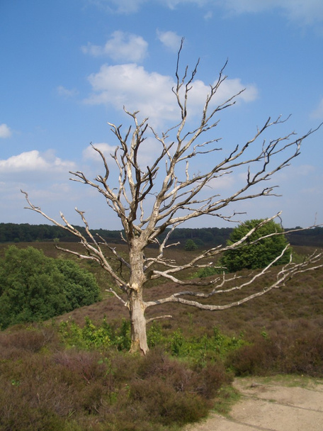 dode boom in Heide - Foto, afbeelding