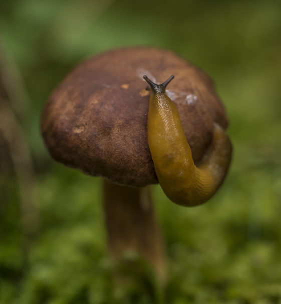 Champignon Bolete dans la forêt d'automne avec limace
 - Photo, image