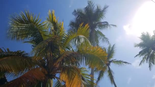 A szálloda trópusi pálmák a napkelte a nap sugarai, és vastag reggel köd, Srí lanka - Felvétel, videó