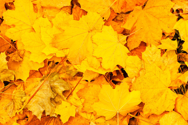 сухе опале листя восени, відзначимо невелику глибину різкості
 - Фото, зображення