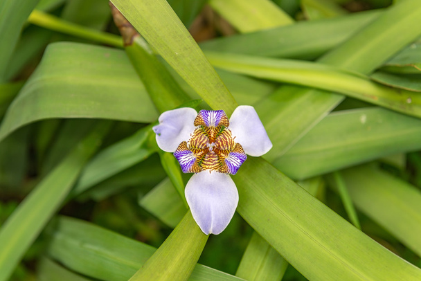 schöne einzelne violette und weiße Orchideenblüten im Naturgarten - Foto, Bild
