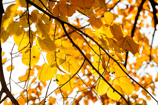 keltaiset lehdet syksyllä - Valokuva, kuva