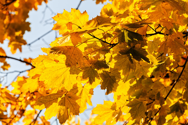 yellow leaves in autumn - Foto, afbeelding