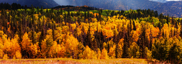 kolorowe jesień w górach - Zdjęcie, obraz