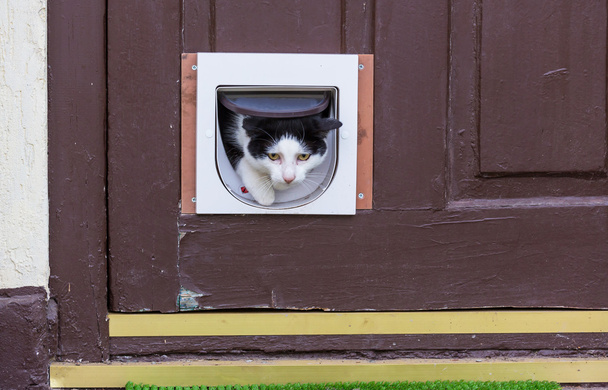  cat in the door for cats - Фото, изображение