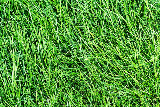 Green healthy grass texture - Foto, Imagen