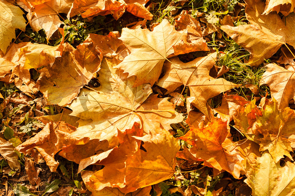 fallen autumn leaves - Foto, afbeelding