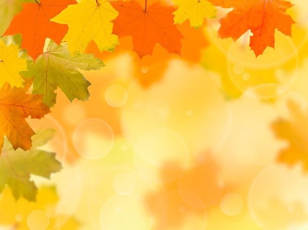 Осенние красные и желтые листья на размытом фоне
 - Фото, изображение