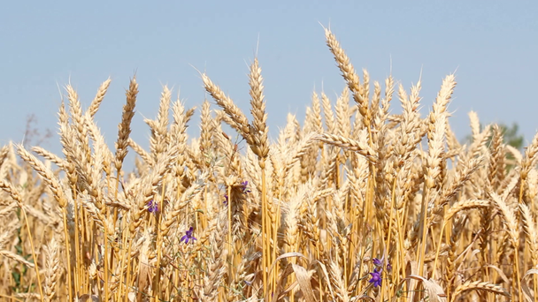 Escena de verano de trigo dorado
 - Metraje, vídeo