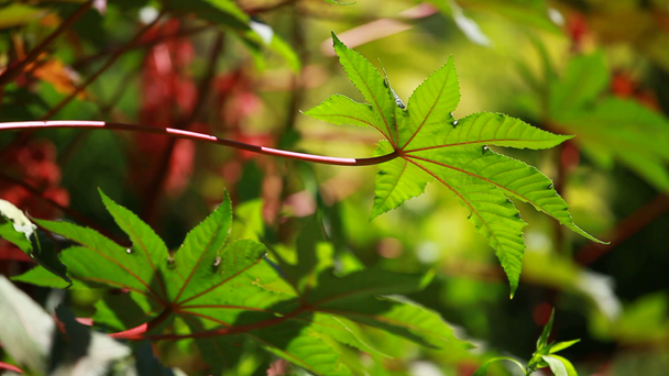 Red Leaf of Castor Oil Plant, Selective Focus - Πλάνα, βίντεο