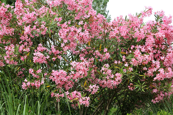 Blühender Oleanderbusch - Foto, Bild
