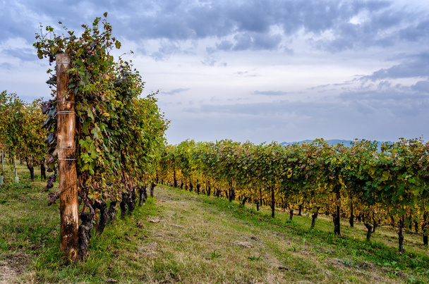 Wijngaarden van Langhe in het najaar - Foto, afbeelding